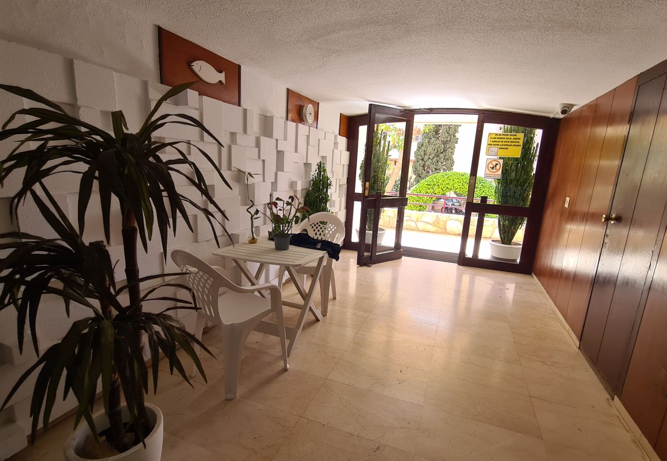 Apartamento en Benidorm - Apartamento  Piscis 4 IF Benidorm