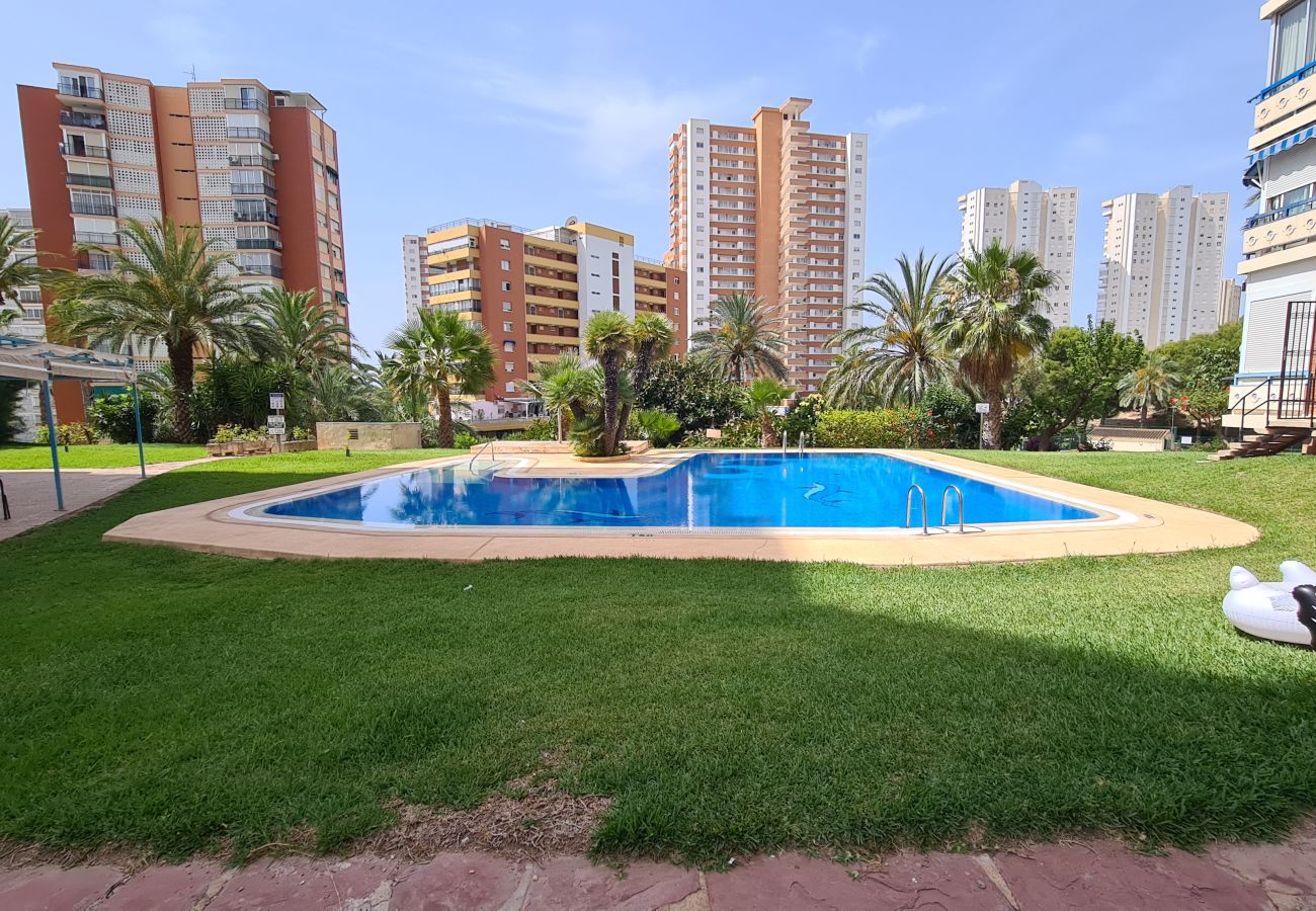 Apartamento en Benidorm - Apartamento  San Sebastian IF Benidorm