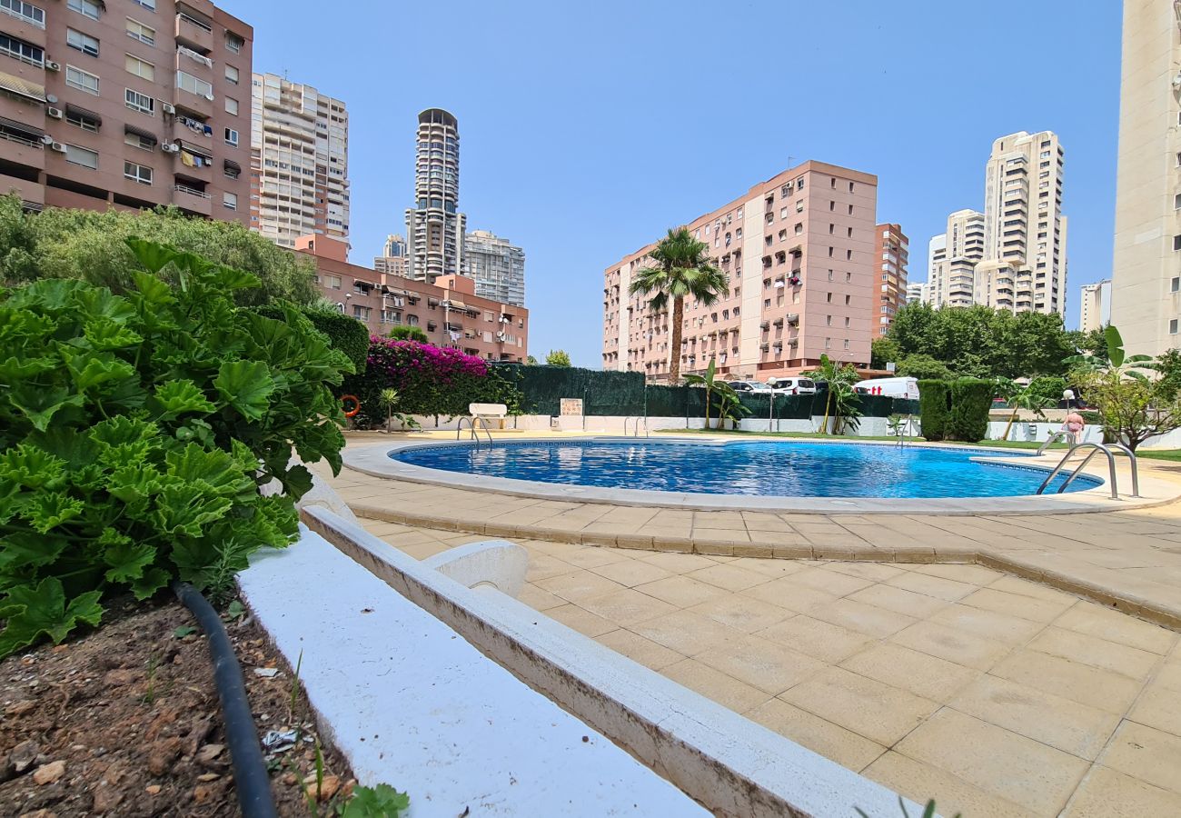 Apartamento en Benidorm - Apartamento  San Francisco IF Benidorm