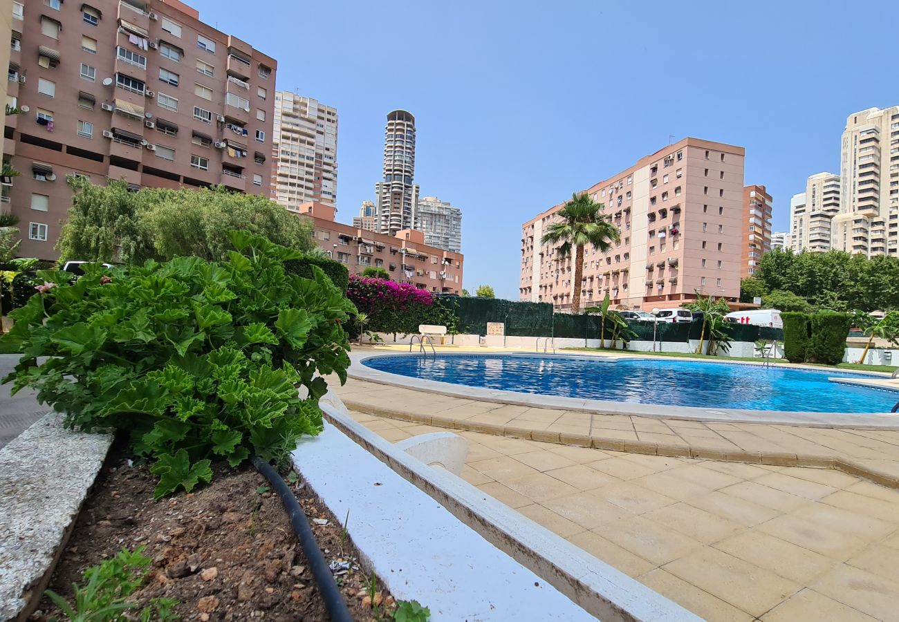 Apartamento en Benidorm - Apartamento  San Francisco IF Benidorm