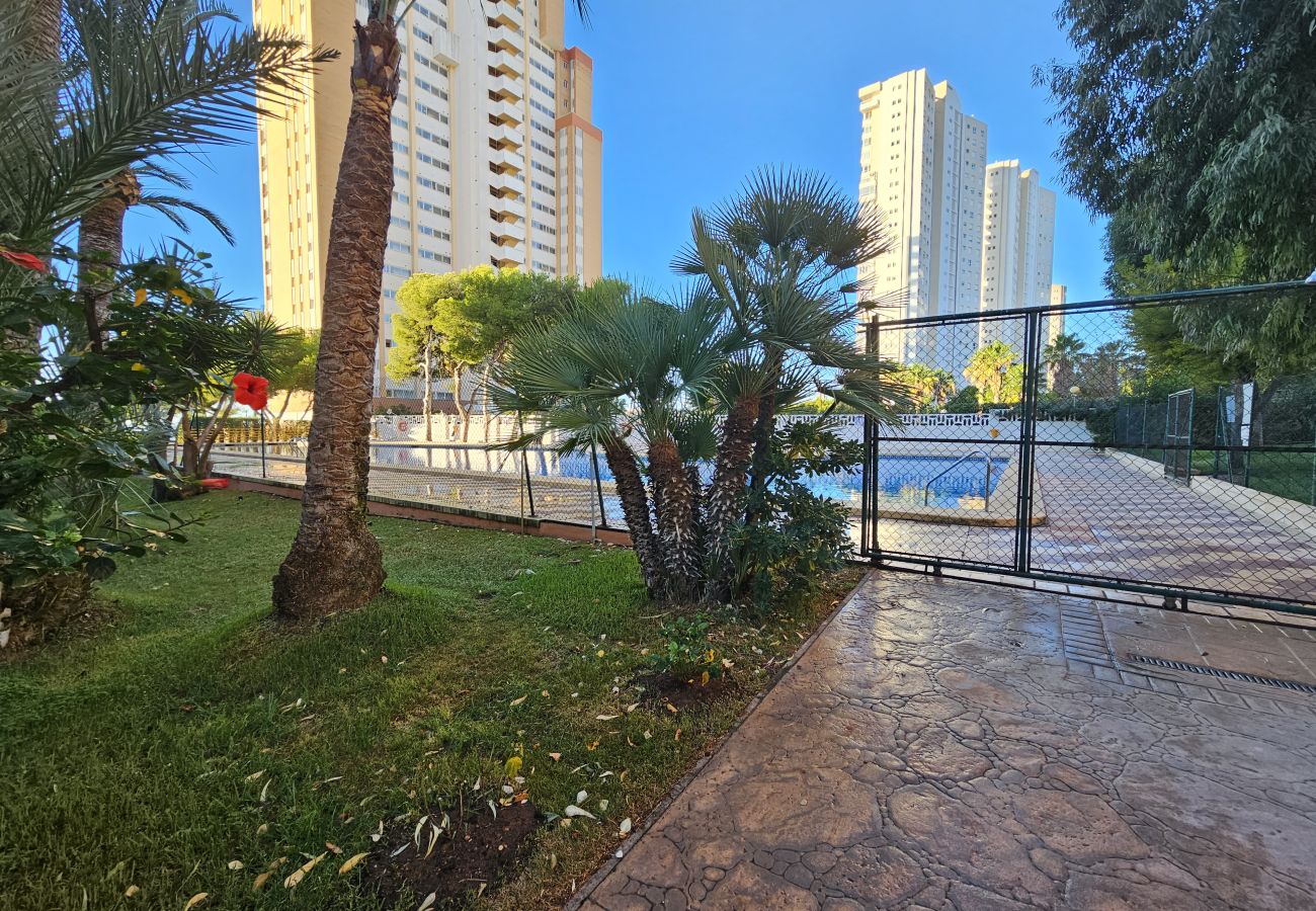 Apartamento en Benidorm - Apartamento Provima B16 IF Benidorm