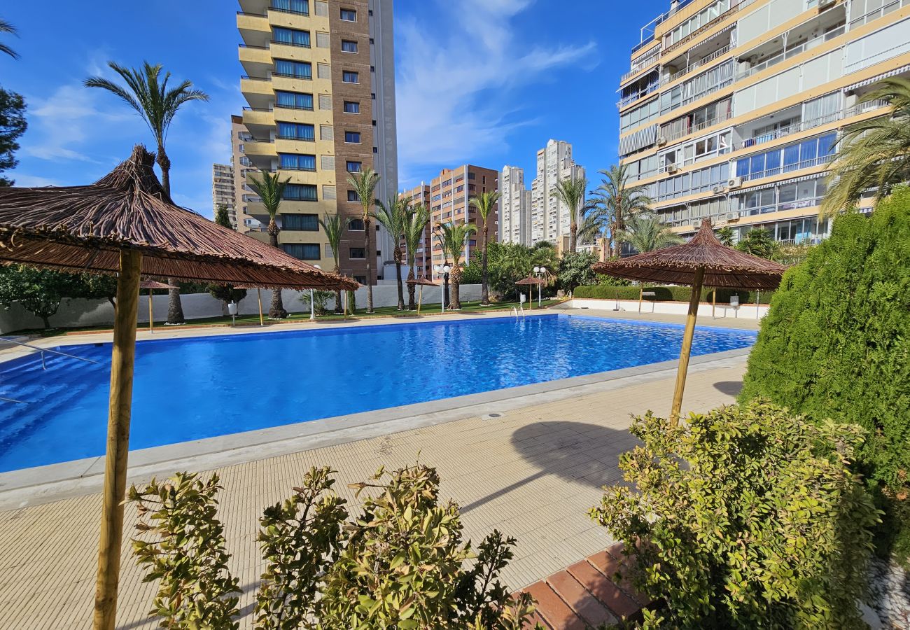 Estudio en Benidorm - Estudio Bermudas  IF Benidorm