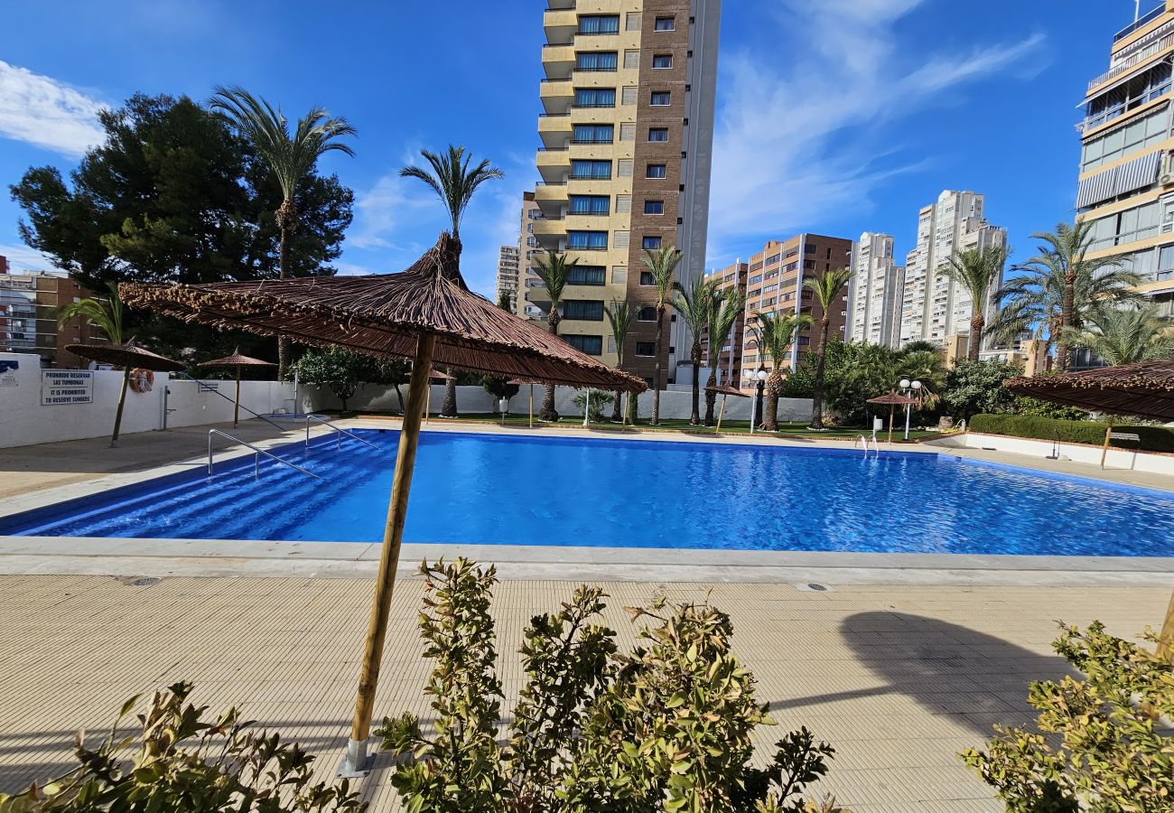 Estudio en Benidorm - Estudio Bermudas  IF Benidorm