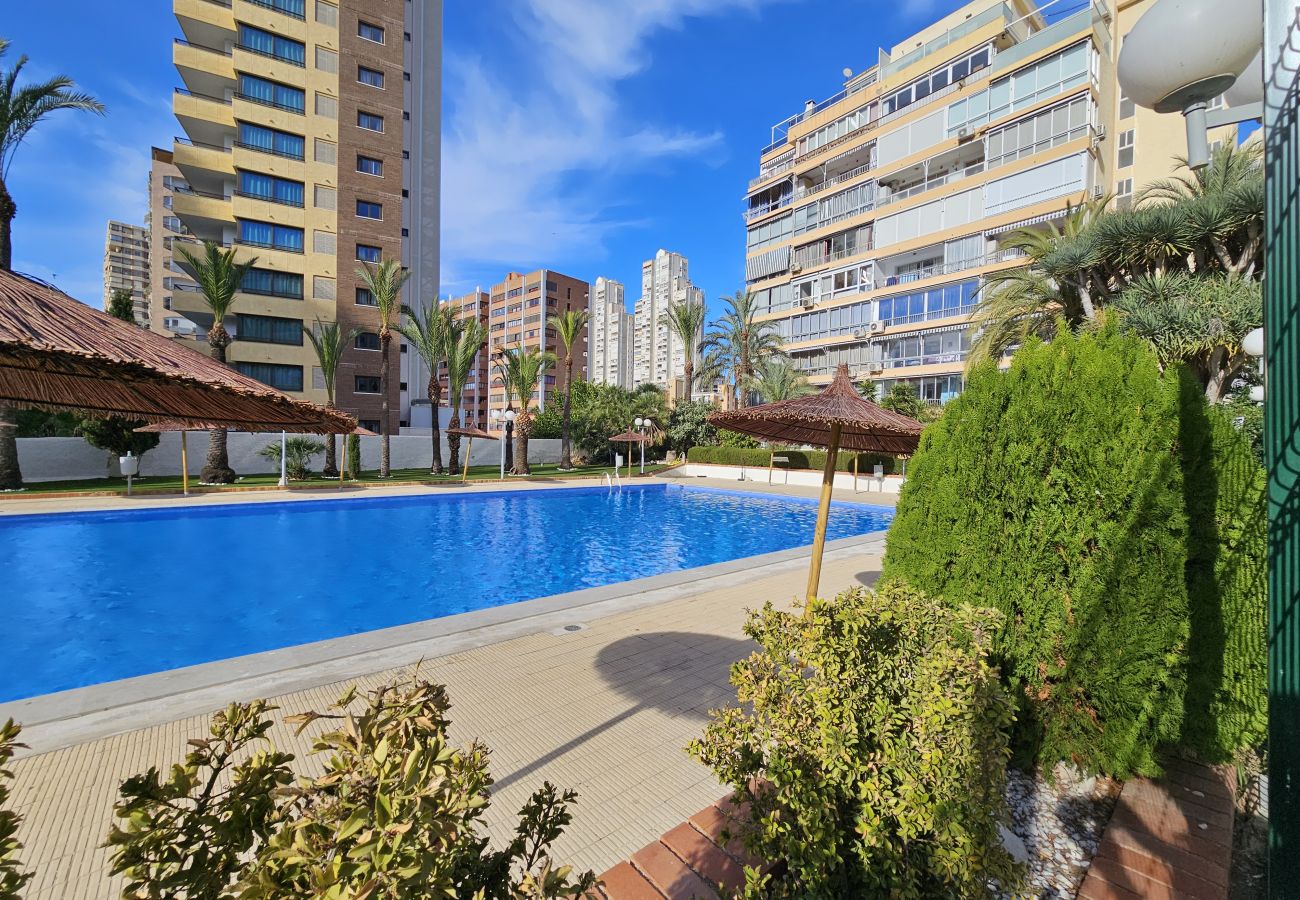 Estudio en Benidorm - Estudio Bermudas  IF Benidorm