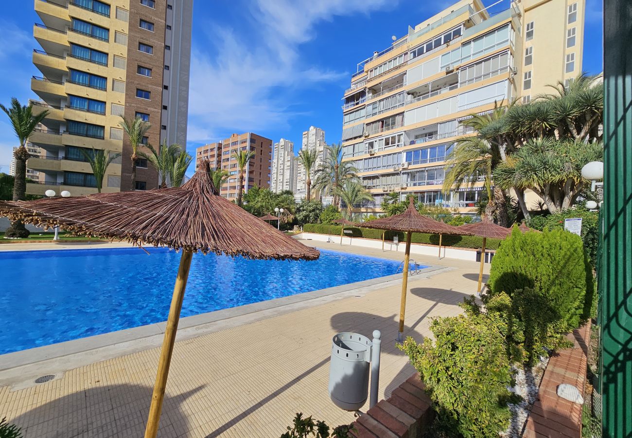 Estudio en Benidorm - Estudio Bermudas  IF Benidorm