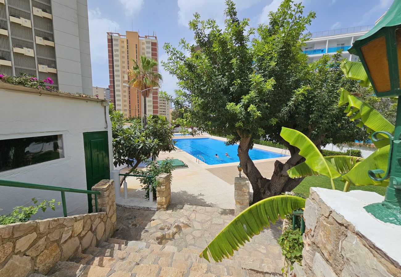 Apartamento en Benidorm - Apartamento Girasol 4 IF Benidorm